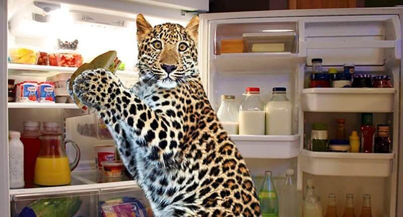 The Funniest Transformed Pictures By Photoshop Masters