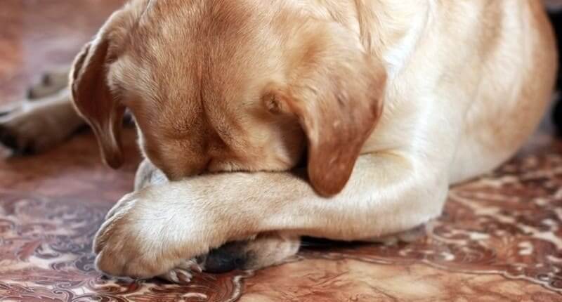 These “Pet Shaming” Pictures Are Too Cute To Be Mad About