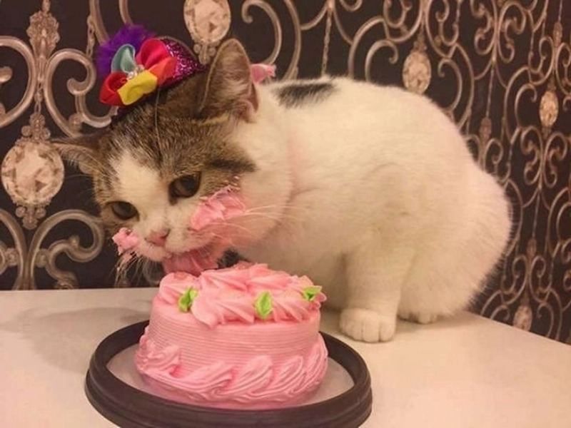 20 Candid Animal Moments That Showcase Their Playful Side